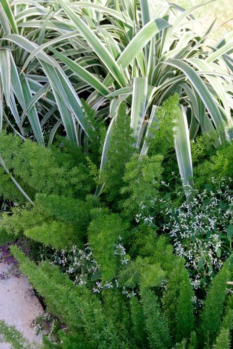 Silver Dragon Liriope, Diamond Frost Euphorbia, and Foxtail Ferns. (in a planter) Foxtail Fern Landscaping, Diamond Frost Euphorbia, Flax Lily, Society Garlic, Foxtail Fern, Diamond Frost, Front Gardens, Pool Landscape, Succulent Landscaping