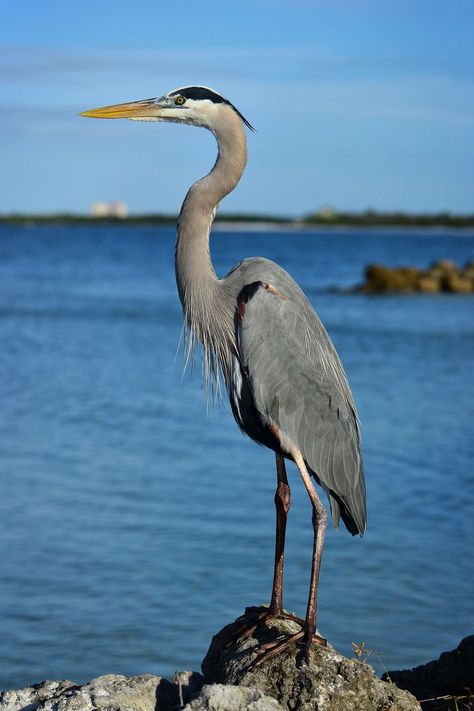 Herons as Spiritual Messengers Blue Heron Photography, Great Blue Heron Drawing, Great Blue Heron Photography, Herron Bird, Herron Tattoo, Blue Heron Drawing, Animals Symbolism, Bird Photos Photography, River Creatures