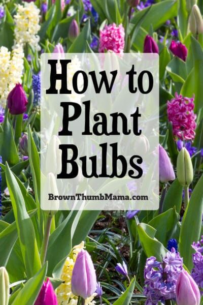 How To Plant Bulbs, When To Plant Bulbs, Fall Bulb Planting, Spring Bulbs Garden, Planting Bulbs In Spring, Bulb Planting Tools, Fall Landscaping, Easy Indoor Plants, Crocus Bulbs