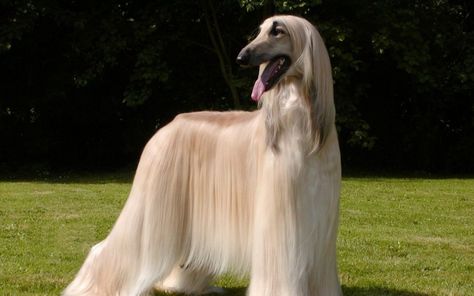 World's Most Expensive Dog, Long Haired Dog Breeds, Velcí Psi, Ras Anjing, Hound Dog Breeds, Most Expensive Dog, Sealyham Terrier, Expensive Dogs, Hound Breeds