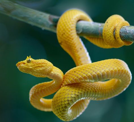 Yellow Eyelash Viper Bush Viper, Animals Reference, Viper Snake, Yellow Snake, Natural Farming, Pit Viper, Snake Venom, Cute Snake, Pet Snake