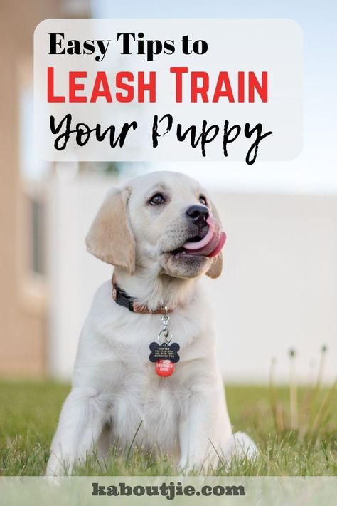 Easy Tips To Leash Train Your Puppy  It is so important to have your dog leash trained and it is easiest done when your dog is young. Here are some great tips to train your puppy on the leash.  #guestpost #pets Leash Training Puppy, Training Puppies, Puppy Socialization, Train Your Puppy, Dog Leash Training, Easiest Dogs To Train, Cesar Millan, Dog Training Advice, Leash Training