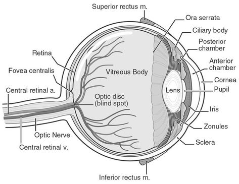 Anatomy Labeled, Diagram Of The Eye, Human Eye Diagram, Eye Diagram, Muscle Diagram, Biology Diagrams, Eye Structure, Eye Anatomy, Health Medicine