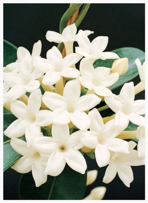 Stefanotis White Jasmine Flower, Hindu Rope Plant, Orchid Images, Jasmine Plant, Flower Lei, Jasmine Flower, Starter Plants, Free Plants, Plant Cuttings