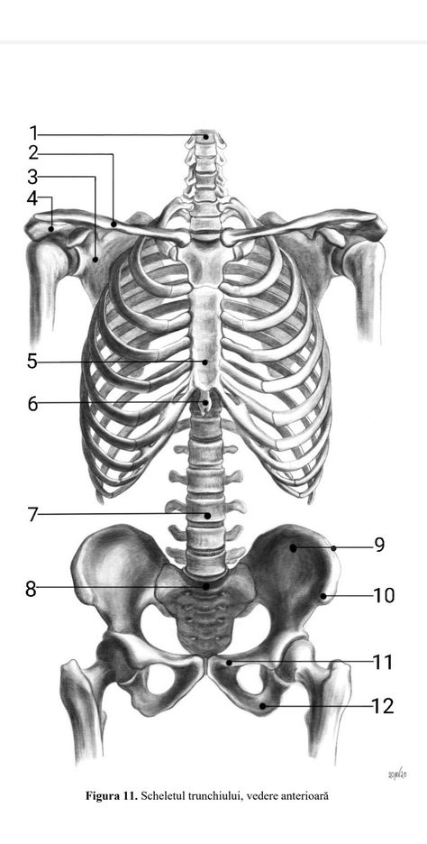 Anatomically Correct Skeleton, Anatomy Bones Drawing, Skeletal System Drawing, Chest Anatomy Drawing, Bone Anatomy Drawing, Line Art Skeleton, Chest Skeleton, Spine Drawing, Skeletal Anatomy