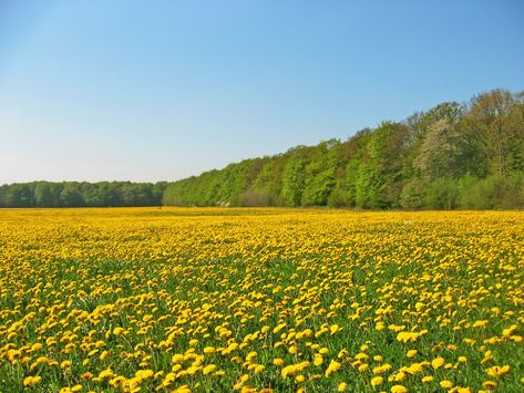 Field Of Dandelions, Dandelion Painting, Scenery Background, Industrial Photography, Wallpaper Nature Flowers, Country Scenes, Cool Wallpapers Art, Spring Aesthetic, Dream House Decor