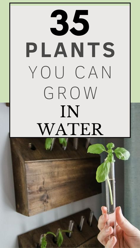 House Plants That Can Grow In Water, Plants I Can Grow In Water, Plants In Glass Jars Water, Monstera In Water Vase, Plants In Water Vase, Plants To Grow In Water, Plants In Vases, Plants In Glass Jars, Pothos In Water