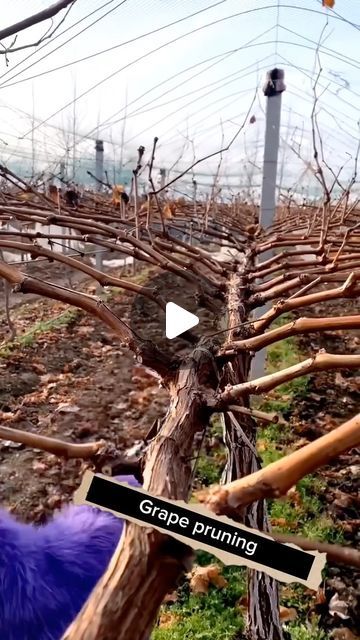 ‎Gold Farmer🧑🏻‍🌾🏆 کشاورزِ زروَرز‎ on Instagram‎: "Grape Pruning 🍇 هرس #انگور Follow 👉🏻👉🏻💎 @zarvarz 🌿 Medicinal plants farm 👉🏻👉🏻 @zargiah 🌿 Medicinal plants farm 👉🏻👉🏻 @zargiah 👇🏻👇🏻👇🏻👇🏻👇🏻👇🏻 ❤️ double tap if you like this 🔔 Turn on post notifications 🔖 Tag your friends 🙏🏻🥰🌹 Thank you 🌹🥰🙏🏻 »»»»»»»»»»»»💎«««««««««««« ‎#کشاورزی #agriculture #farming ‎#زراعه #tarım #lantbruk #कृषि #农业 #農業 #сельскоехозяйство #agricoltura #농업 #хочагии #кишлак #qishloq #Landwirtschaft #gardening #farming #enjoy #vegan #garlic #onion"‎ Grape Pruning, Grape Farm, Agriculture Farming, Tag Your Friends, Medicinal Plants, Double Tap, Agriculture, Farmer, Grapes