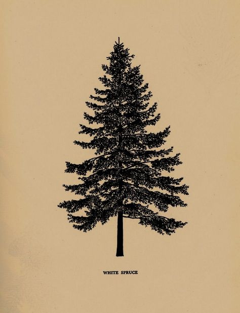 Evergreen Tree Tattoo, Pnw Art, Pine Tattoo, Tree Tattoo Arm, White Spruce, Pine Tree Tattoo, Simple Tree, Tree Illustration, Tree Drawing