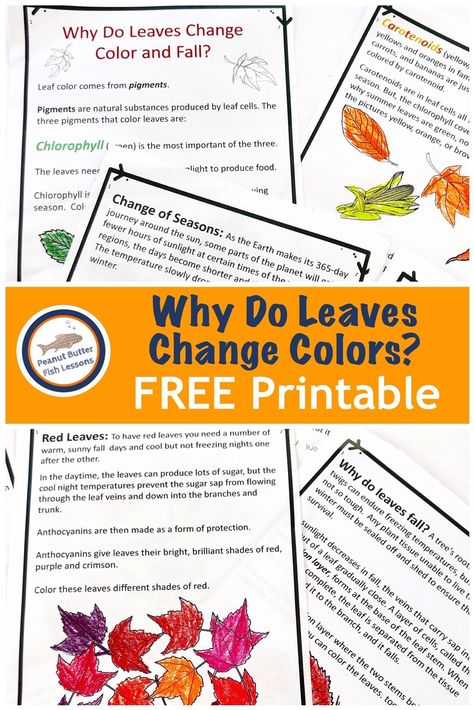 Tree Homeschool Unit, Fall Leaves Science Experiments, Why Do Leaves Change Color Kindergarten, Why Leaves Change Color Activity, Fall Homeschool Ideas, Halloween Homeschool Printables, Easy Ways To Study, Autumn Homeschool, Why Do Leaves Change Color