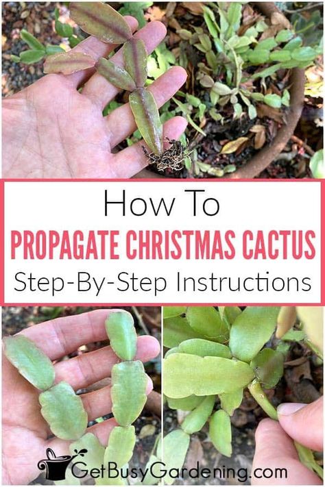 How To Propagate Thanksgiving Cactus, Christmas Cactus Care How To Grow, Rooting Christmas Cactus, How To Propagate A Christmas Cactus, Replanting Cactus, Plant Cuttings Propagation, How To Root A Christmas Cactus, Propagating Christmas Cactus, Propagate Christmas Cactus