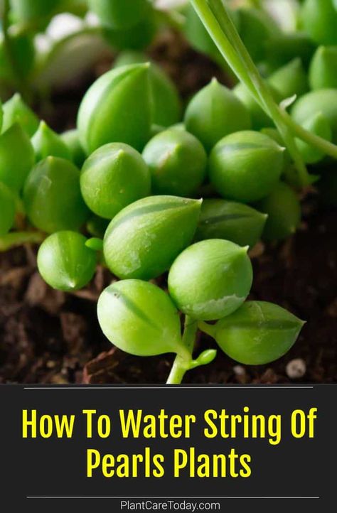 String Of Tears Plant, String Of Pearls Plant, Snake Plant Care, Household Plants, Plant Care Houseplant, Tears Of The Kingdom, Banana Plants, Meteor Garden 2018, Magic Garden