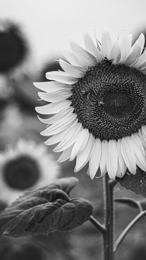 White Sunflower Wallpaper, Black And White Flower Photography, Anime Cd, Sunflower Black And White, Picture Wall Bedroom, White Sunflower, Aesthetic Black And White, Sunflower Photography, Sunflower Photo