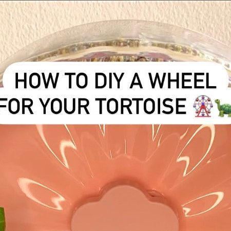 Tortoise Enrichment Ideas, Tortoise Tank Ideas, Tortoise Enrichment, Sulcata Tortoise Diet, Tortoise Toys, Tortoise Run, Indian Star Tortoise, Red Footed Tortoise, Small Tortoise