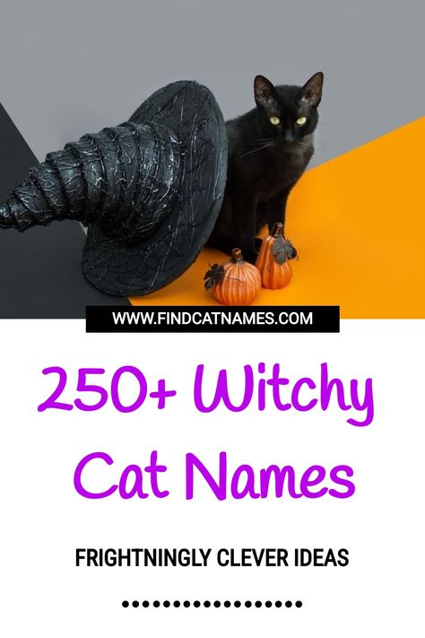 250+ Witchy Cat Names (Clever Naming Ideas) Cat Names Witchy, Goth Cat Names, Name For Black Cat, Witchy Pet Names, Cat Usernames, Witch Cat Names, Black Cat Names Boys, Black Cat Names Female, Good Cat Names