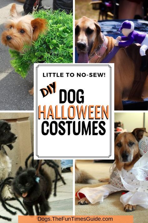 If you don't have any sewing skills (like me), here are 6 funny DIY dog Halloween costumes you can make yourself with very little effort! Photos + video tutorials! #doghalloween #dogcostumes #halloween #diyhalloweencostumes Diy Dog Halloween Costumes, Big Dog Halloween Costumes, Funny Dog Halloween Costumes, Dog Costumes Halloween Large, Diy Pet Costumes, Large Dog Costumes, Halloween Costumes For Dogs, Best Dog Halloween Costumes, Halloween Costumes You Can Make