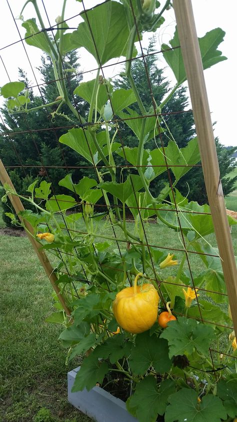 Pumpkin Trellis Ideas Diy, Pumpkin Vertical Growing, Diy Pumpkin Trellis, Pumpkin Trellis Ideas, Melon Trellis, Cucumbers And Onions In Vinegar, Cucumber Garden Trellis, Trellis Gardening, Cucumber Snack