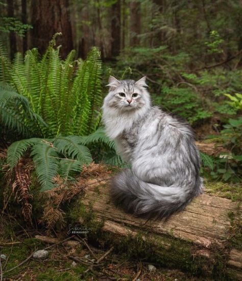 Adventure Cat, Wallpaper Cat, Cat Anime, Siberian Cat, Gorgeous Cats, Most Beautiful Cat Breeds, Forest Cat, Norwegian Forest Cat, Cat Photography