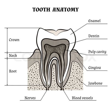 Anatomy Guide, Teeth Diagram, Tooth Anatomy, Smile Tips, Dental Assistant Study, Teeth Anatomy, Anatomy Illustration, Dental Hygiene School, Dental Anatomy