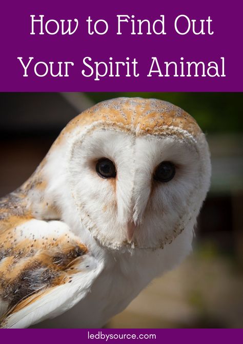 Learn how to find out what your spirit animal is. Discover how to connect with them and what they represent. Spirit Animal Test, What's My Spirit Animal, Find My Spirit Animal, Animal Totem Spirit Guides, Spirit Animal Quiz, Whats Your Spirit Animal, Find Your Spirit Animal, Spirit Animal Meaning, Animal Meanings