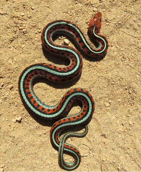 Snake Images Nature, Snake Landscape, Snake Reference Photo, Snake Shedding Skin, Desert Snake, Ancient Paper, Snake Images, Snake Photos, Cool Snakes