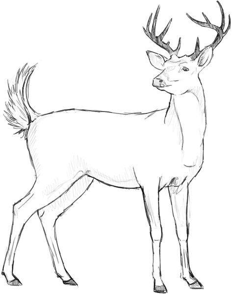 Deer Outline, Full Moon Pictures, Deer Tail, Whitetail Deer Pictures, Deer Sketch, White Tailed Deer, Deer Head Silhouette, Deer Drawing, Deer Pictures