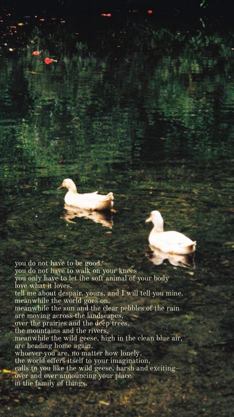 wild geese by mary oliver Wild Geese Mary Oliver, Mary Oliver Poems, Wild Geese, Blue Air, Mary Oliver, Body Love, Pretty Words, Phone Backgrounds, Poets