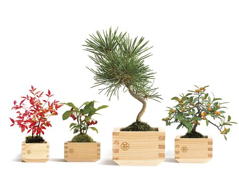 Masumoss, the New Japanese Plant Art Trend – Green With Purpose Japanese Indoor Plants, Asian Bedroom Decor, Asian Plants, Japanese Garden Decor, Japanese Plants, Root Structure, Traditional Japanese House, Japanese Home Decor, Japanese Interior Design