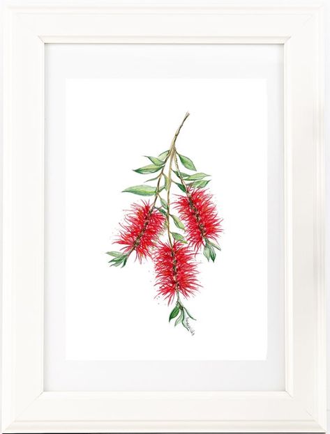 Bottle Brush Painting, Bottlebrush Drawing, Watercolour Australian Natives, Australian Christmas Cards, Watercolour And Pen, Watercolour Cards, Australian Wildflowers, Australian Flowers, Australian Native Flowers