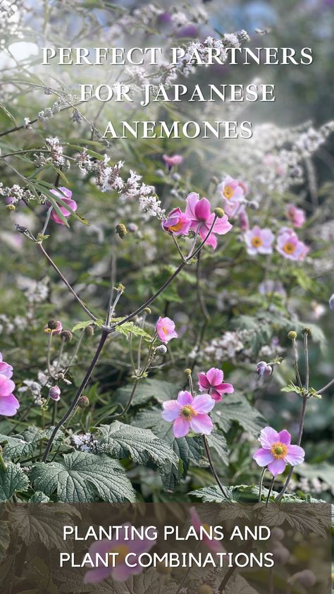 Japanese anemones, with their saucer-shaped pink or white flowers atop tall, slender stems, are a cherished addition to any garden. They extend the beauty of your borders well into autumn, appearing as though their elegant blossoms are floating above attractive foliage. When seeking companions for these vigorous spreaders, look for plants that can hold their ground in competition. Here are some plant combinations to enhance the allure of your Japanese anemones: Flower Garden Plans, Japanese Anemone, Pollinator Plants, Planting Plan, Shade Flowers, Flower Garden Design, White Plants, Cut Flower Garden, Anemone Flower