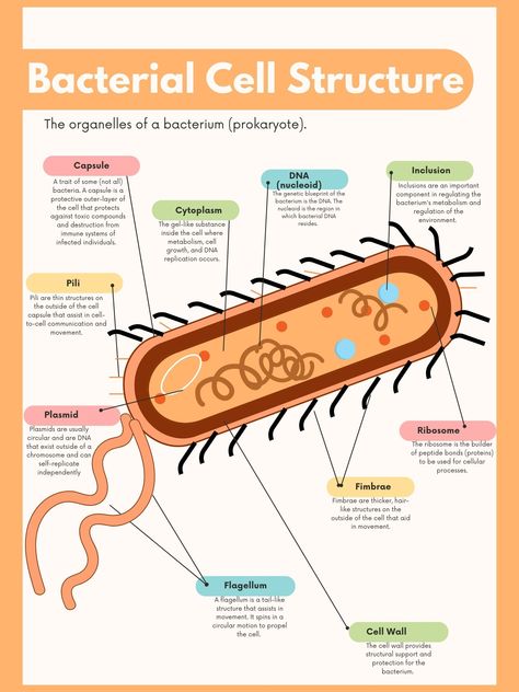 Prokaryotic Cell Diagram, Bacteria Diagram, Cells Aesthetic, Bacteria Cell, Human Body Science Projects, Medical Terminology Study, Cell Diagram, Prokaryotic Cell, Biology Revision