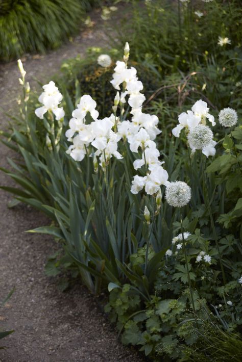 Designer Visit: Sheila Jack’s White Garden in West London Garden White Flowers, All White Garden, White Garden Ideas, Green And White Garden, White Iris Flower, White Flowers Garden, Iris White, Garden Design London, White Iris