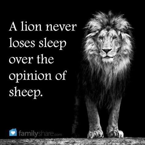 Lions Dont Lose Sleep, Sheep Quote, Cant Sleep Quotes, Positive Thoughts Quotes, Funny Lion, Focus Quotes, Lion Quotes, Sleep Quotes, Spiritual Things