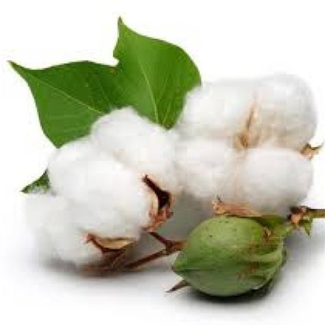 Cotton Value Chain - The Untold Story Growing Cotton, Cotton Boll, Perennial Shrubs, Cotton Plant, Cotton Swabs, Cotton Buds, Flowers Perennials, Beach Blanket, Planting Seeds