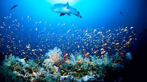 Happy World Oceans Day 2014 HD Wallpapers, Images, Wishes For Facebook, WhatsApp National Geographic Wild, Ocean Projects, Undersea World, Ocean Day, Big Animals, Oceans Of The World, Dream Holiday, Ocean Animals, Large Animals