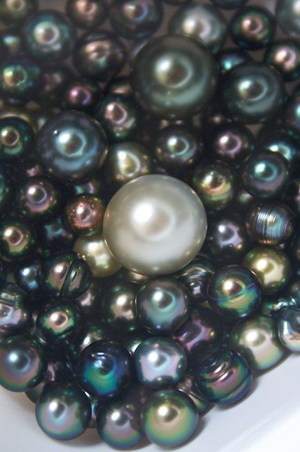 Tahitian Pearl Harvest - Kamoka Pearls love it! #ecrafty find glass pearls at http://www.ecrafty.com/c-595-glass-pearls.aspx Pearl Diving, Loose Pearls, Pearl And Lace, Stil Inspiration, Minerals And Gemstones, Pearl Types, Irises, Tahitian Pearls, Gems And Minerals