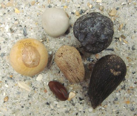 Sea Beans, Smooth Rock, Walking On The Beach, South Carolina Beaches, Beach Finds, Galveston Tx, Coastal Colors, Floating In Water, Seashell Crafts