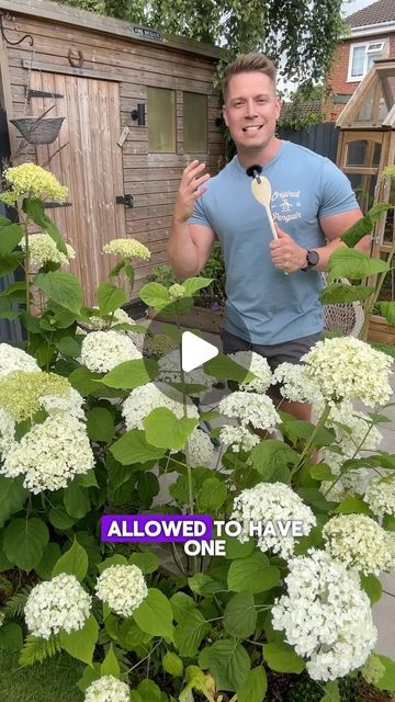 Jonny Hincks on Instagram: "Hydrangea incrediball  Planting Location: Full sun to partial shade. Morning sun and afternoon shade work best in hotter regions.  Soil: Rich, well-drained, slightly acidic to neutral. Add compost for best results.  Watering: Keep soil consistently moist. Water deeply 2-3 times a week and mulch to retain moisture.  Planting Time: Best planted in autumn for strong spring growth.  Fertilising: Use a balanced fertiliser in spring to boost blooms.  Pruning: Prune in late winter or early spring to encourage new growth and larger blooms.  Placement: Great for borders, foundations, or as a specimen plant. Space 1.5-1.8 meters apart for a privacy hedge.  Keep your Incrediball Hydrangea thriving with these tips! 🌸  #GardeningTips #Hydrangea #IncrediballHydrangea" Shade Foundation Planting, Hydrangea Incrediball, Full Sun Hydrangea, Incrediball Hydrangea, Plant Space, Hydrangea Landscaping, Privacy Hedge, Growing Hydrangeas, Hydrangea Garden