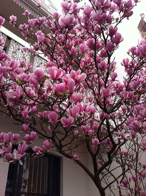 my grandma used to have two giant magnolia trees in her back yard and we would always pick up the fallen petals and make things with them :) Plantas Bonsai, Hosta Plants, Flowers Blooming, Magnolia Trees, Bonsai Plants, Tree Seeds, Ornamental Plants, Deco Floral, Magnolia Flower