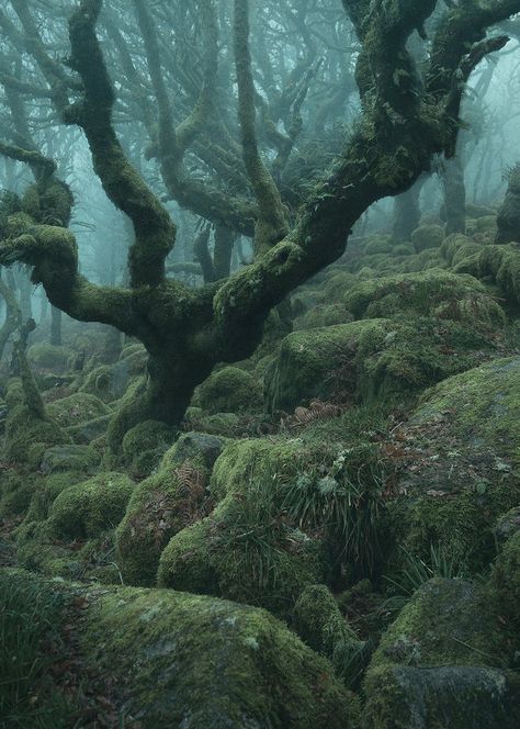 Is That Dagobah? No, Just a Real-Life Magical Forest | WIRED Misty Woods, Dark Naturalism, John Bauer, Twisted Tree, Moss Covered, Belle Nature, Mystical Forest, Colossal Art, Dark Cottagecore