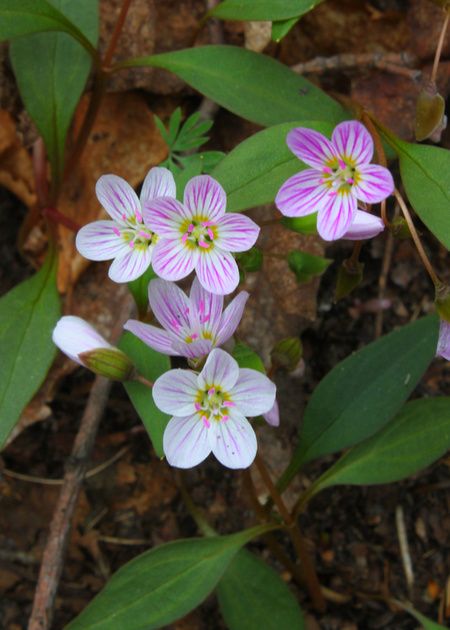 New England Wildflowers, New England Flowers, Spring Wildflowers, Wild Grass, Flower Fairies, Spring 2023, Pretty Cool, Pretty Flowers, Spring Flowers