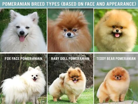 Types of Pomeranians: Dog Breed Information - PetHelpful Pomeranian Types, Fox Face Pomeranian, Pomchi Dogs, Pomeranian Colors, Pomeranian Facts, Spitz Pomeranian, Pomeranian Breed, Pure Breed Dogs, Pomeranian Dogs