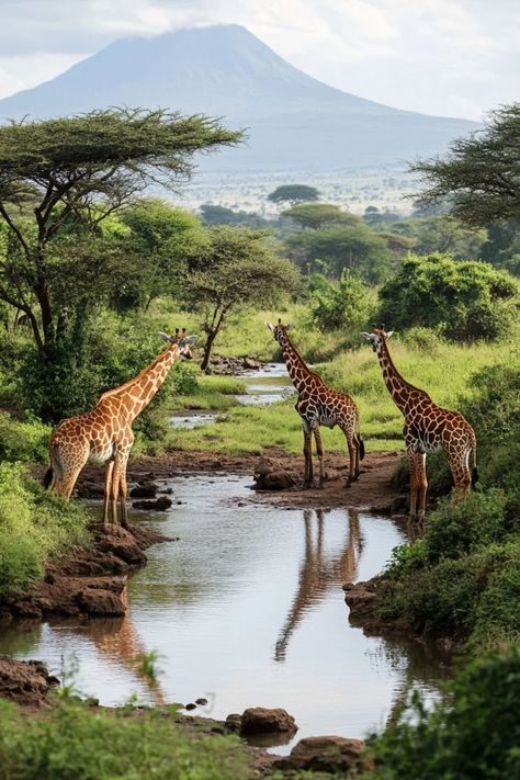 Embark on an Eco-Tourism Adventure in Kenya 🦒✨ Support wildlife conservation and community-based tourism in Kenya. Experience eco-friendly safaris, stay in sustainable lodges, and immerse yourself in the rich biodiversity of this African gem. 🌿 #EcoTourismKenya #SustainableTravel #WildlifeConservation #Kenya Kenya Safari, Wildlife Safari, Sustainable Travel, Wildlife Conservation, Mauritius, Tanzania, Travel Dreams, Kenya, South Africa