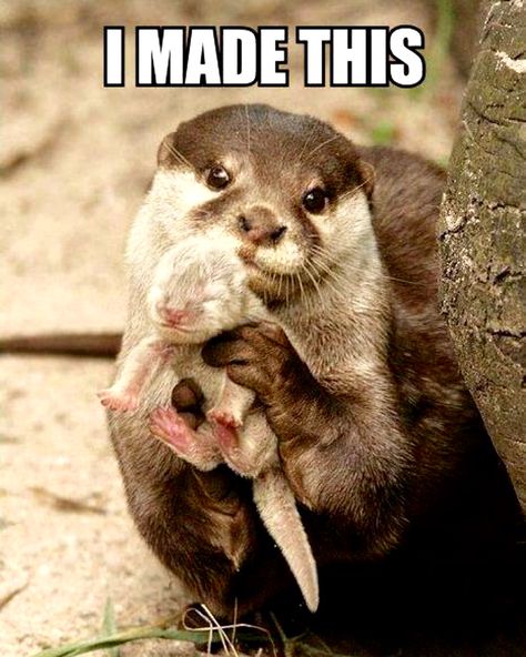 I Made This With My Significant Otter... Baby Otter, Regnul Animal, Cele Mai Drăguțe Animale, Baby Otters, Baby Animals Funny, Haiwan Peliharaan, صور مضحكة, Cute Animal Pictures, Cute Creatures