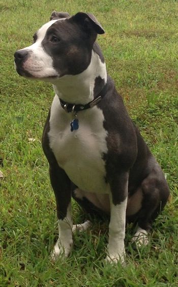 Nala the gray and white Pit Bull Terrier sitting on grass looking into the distance White Pitbull Puppies, Black And White Pitbull, White Pitbull, Dog Breeds Pictures, Pit Bull Puppies, Pitbull Puppy, American Staffordshire Terrier, Pitbull Puppies, Bull Terrier Dog