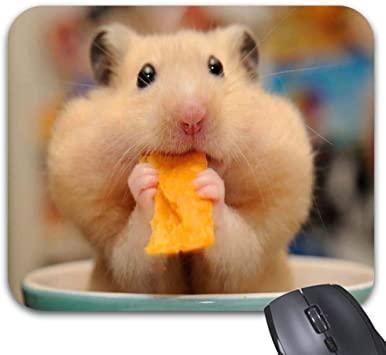 Cute hamster eating cheese. You want the cheese or.....you want the hamster??? Hamster Eating, Cute Hamster, Cheese