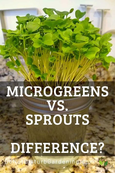 Microgreens vs. Sprouts: What’s the Difference? – Do Not Disturb Gardening Sprouts Benefits, Deck Gardening, Microgreens Garden, Microgreens Growing, Microgreens Recipe, Indoor Herbs, Micro Herbs, Grow Microgreens, Vertical Farm