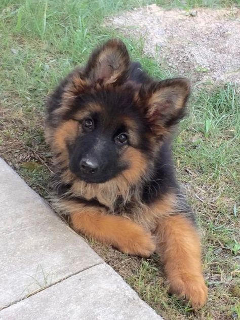 Puppy-long-coat-German-Shepherd King Shepherd Puppy, Fluffy German Shepherd, Baby German Shepherds, Long Haired German Shepherd, German Sheperd Dogs, English Dogs, Psy I Szczenięta, Working Dog, German Dogs