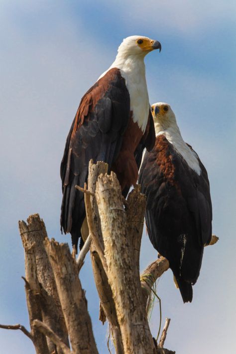 Engagement Activities, Beautiful Birds, Birds