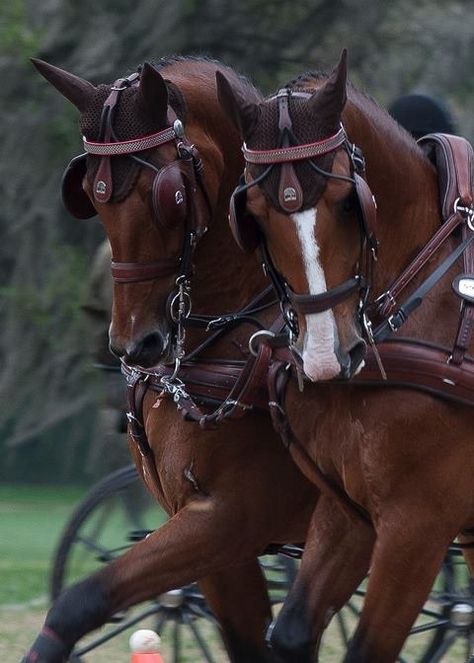 Beautiful team of carriage horses Driving Horses, Carriage Horse, Hackney Horse, Carriage Driving, Horse Harness, Country Manor, Riding Clothes, Horse Riding Clothes, Horse Gear